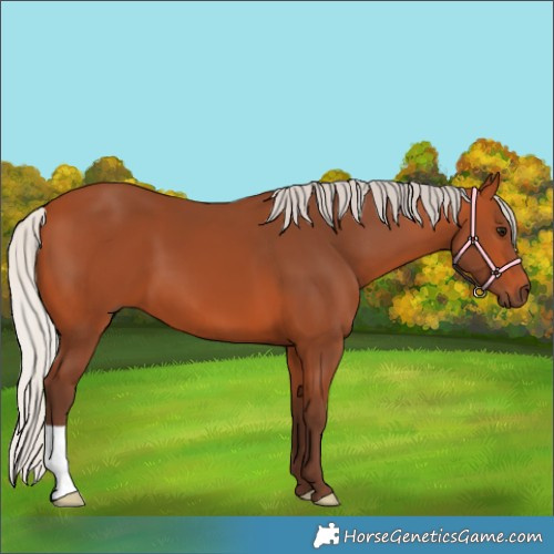 Horse Color:Silver Bay 