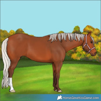 Horse Color:Silver Bay 