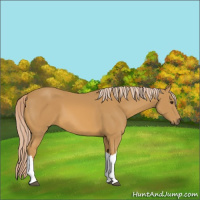 Horse Color:Palomino 