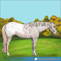 Horse Color:Chestnut Appaloosa 