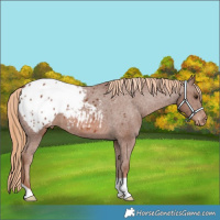 Horse Color:Chestnut Appaloosa 