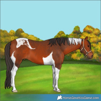 Horse Color:Bay Tobiano 