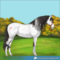 Horse Color:Bay Appaloosa 