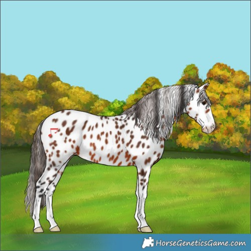 Horse Color:Bay Appaloosa 