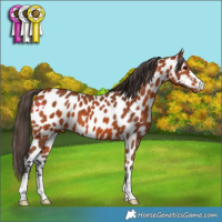 Horse Color:Bay Appaloosa 