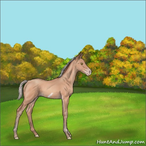 Horse Color:Silver Amber Champagne Frame 
