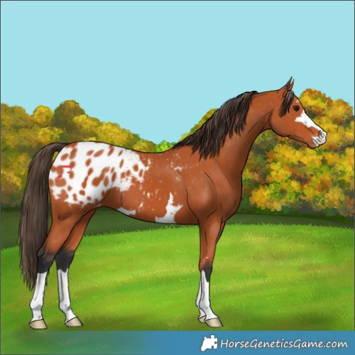 Horse Color:Unknown 