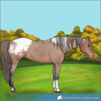 Horse Color:White Spotted Bay Tobiano Appaloosa 