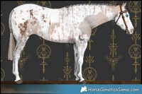 Horse Color:Bay Splash Tobiano Appaloosa  and Bay Splash Tobiano Appaloosa Rabicano 