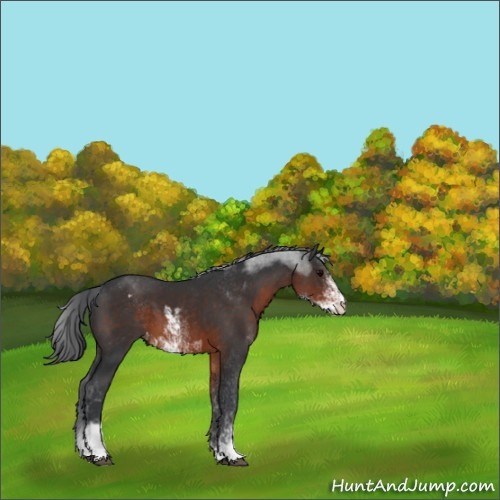 Horse Color:Brown Sabino Appaloosa 
