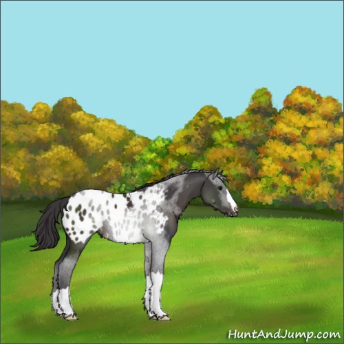 Horse Color:Smoky Black Appaloosa 