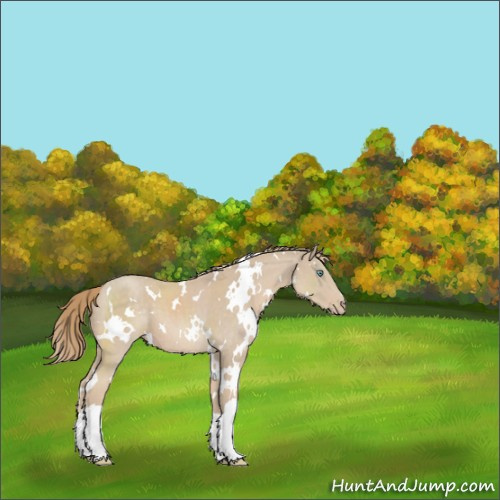 Horse Color:White Spotted Smoky Creme 