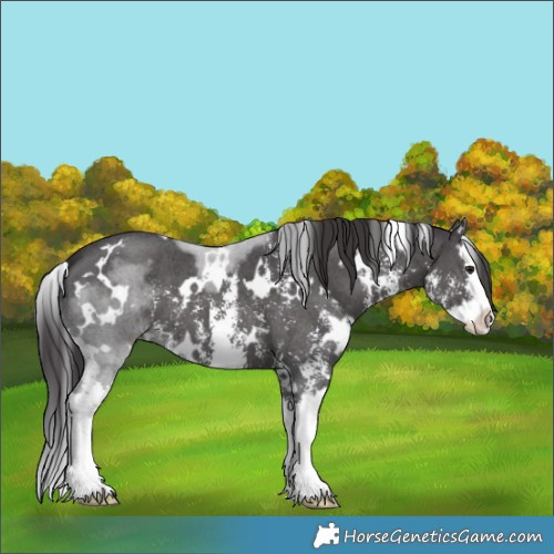 Horse Color:White Spotted Smoky Black Sabino Splash 