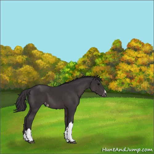 Horse Color:Smoky Black Appaloosa 