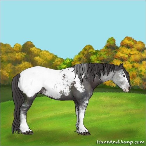 Horse Color:Smoky Black Sabino Appaloosa 