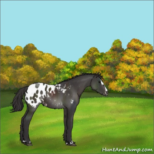 Horse Color:Smoky Black Sabino Appaloosa Rabicano 