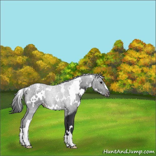 Horse Color:White Spotted Black Appaloosa 