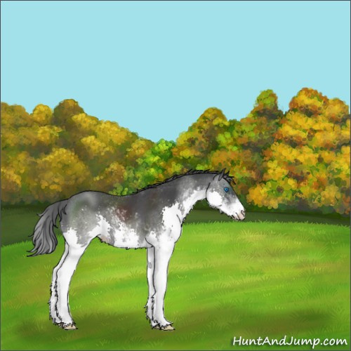 Horse Color:Black Sabino Splash 