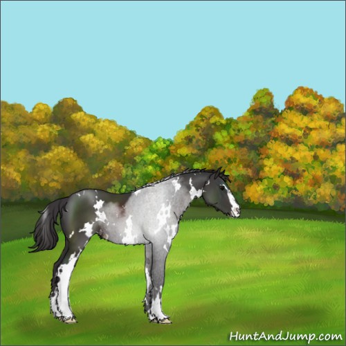 Horse Color:White Spotted Smoky Black Sabino Appaloosa 