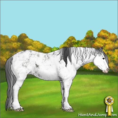 Horse Color:Black Sabino Appaloosa 