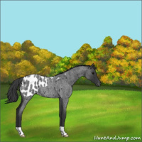 Horse Color:Blue Roan Appaloosa 