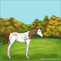 Horse Color:Red Roan Splash Appaloosa