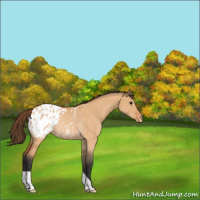Horse Color:Bay Dun Appaloosa Rabicano 