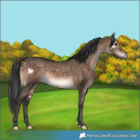 Horse Color:White Spotted Brown Dun Rabicano 