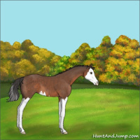 Horse Color:Bay Sabino Splash 