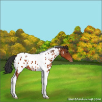 Horse Color:Brown Tobiano Appaloosa 