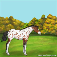 Horse Color:Bay Sabino Appaloosa