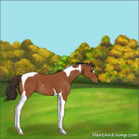Horse Color:Bay Tobiano 