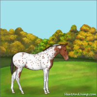 Horse Color:Brown Tobiano Near Leopard 