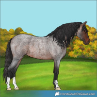 Horse Color:Brown Roan 