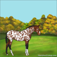 Horse Color:Gray Bay Appaloosa Rabicano