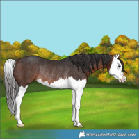 Horse Color:Brown Splash Rabicano 