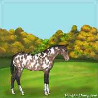 Horse Color:Brown Appaloosa 