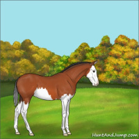 Horse Color:Brown Splash 