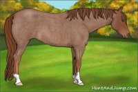 Horse Color:Unknown 