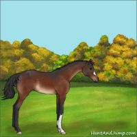 Horse Color:Bay 