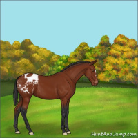 Horse Color:Bay Appaloosa 