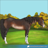 Horse Color:Brown 