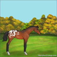 Horse Color:Brown Appaloosa 