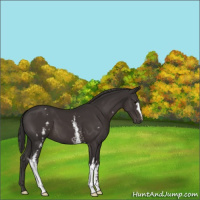 Horse Color:White Spotted Smoky Black 