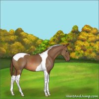 Horse Color:Chestnut Tobiano 