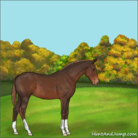 Horse Color:Liver Chestnut Appaloosa 