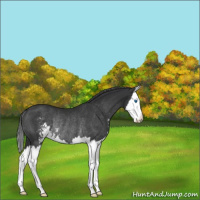 Horse Color:Black Sabino Splash Appaloosa Rabicano 