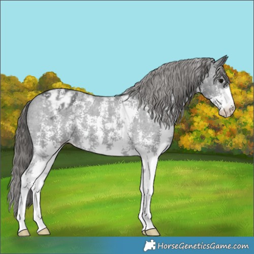 Horse Color:Black Sabino Appaloosa 