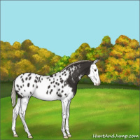 Horse Color:Liver Chestnut Splash Appaloosa 