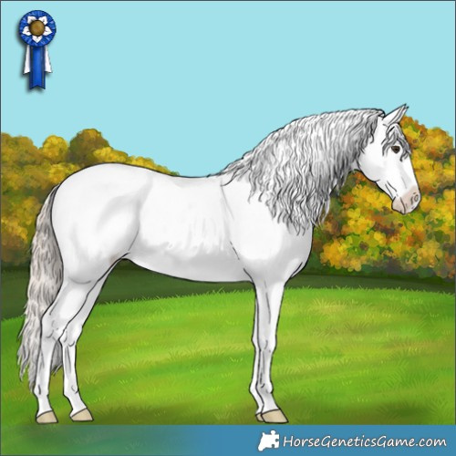 Horse Color:Red Roan Splash Frame Appaloosa 